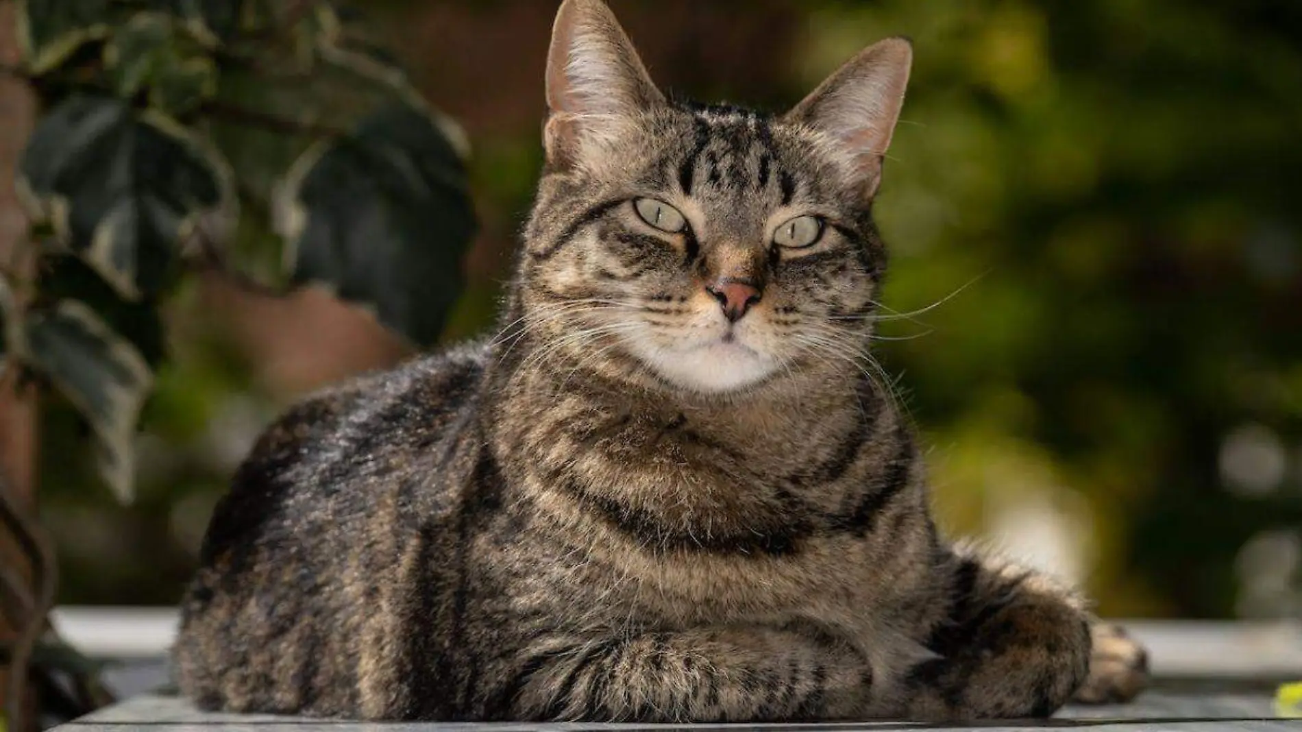 ¿Cuáles son las razas de gato más grandes del mundo